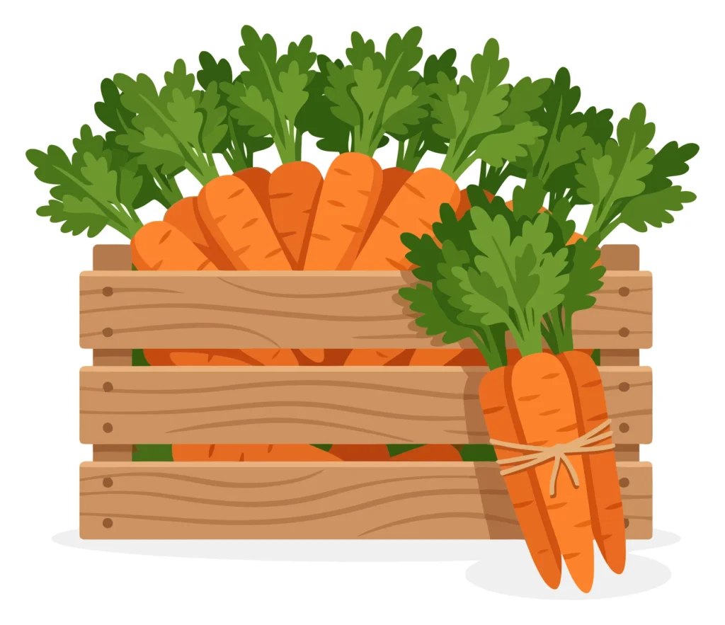 Fresh Carrots In A Wooden Crate, Vector Illustration Of Harvested Vegetables With Green Leafy Tops, Organic Farm Produce Concept For Healthy fresh carrots in a wooden crate, vector illustration of harvested vegetables with green leafy tops, organic farm produce concept for healthy