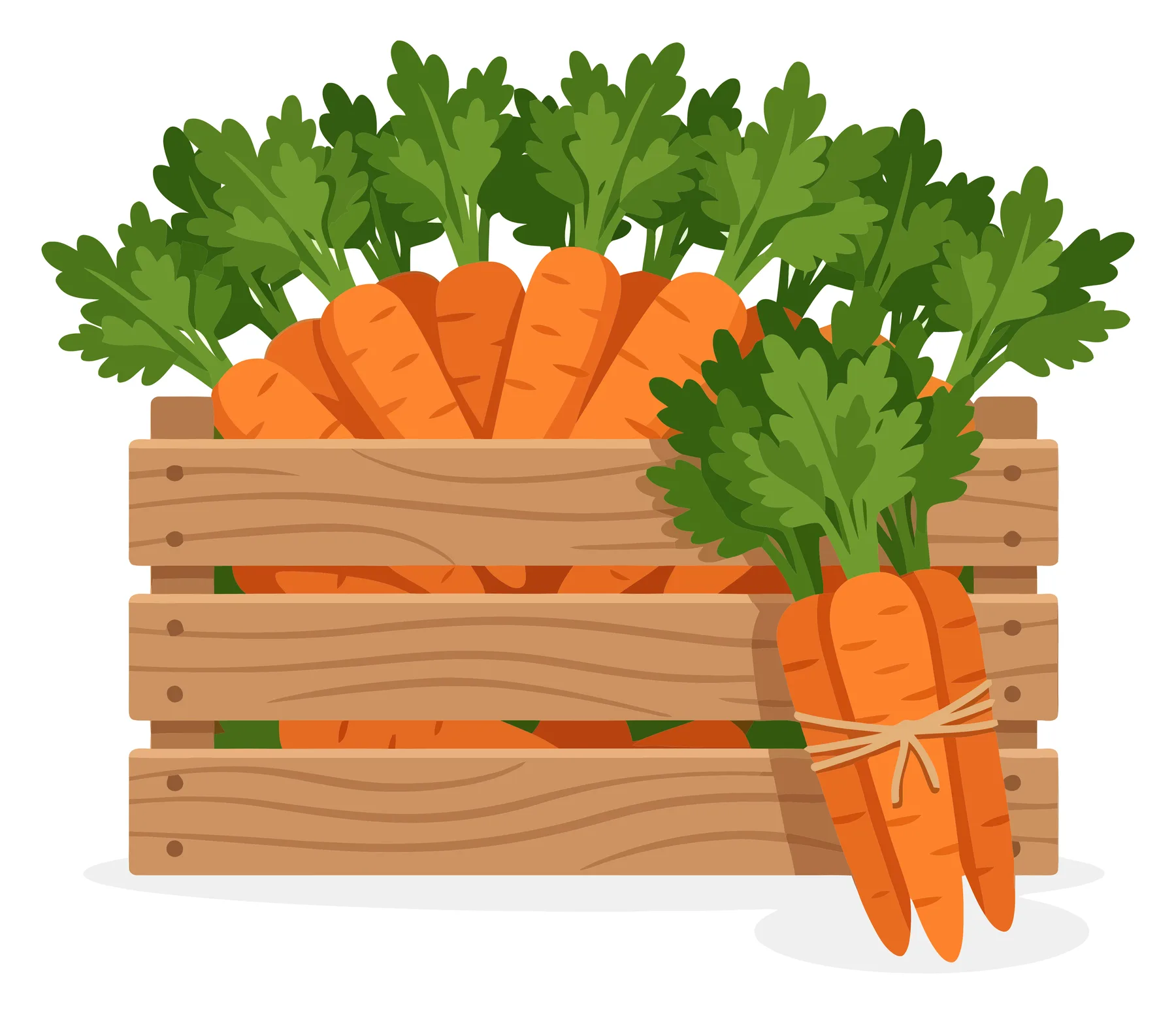 fresh carrots in a wooden crate, vector illustration of harvested vegetables with green leafy tops, organic farm produce concept for healthy