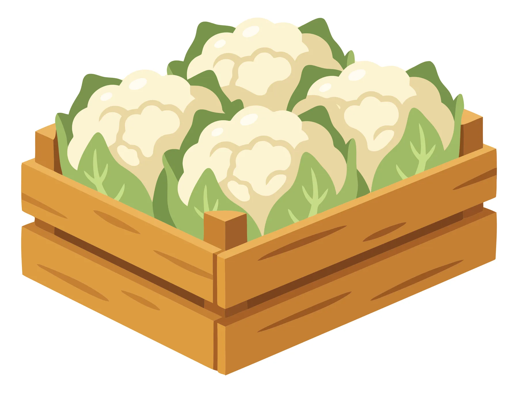 fresh cauliflower heads in a wooden crate, farm produce vector illustration
