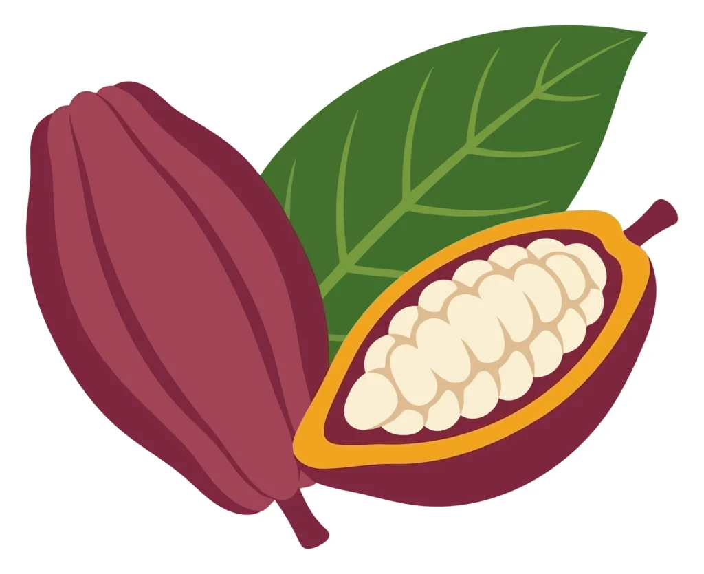 fresh cocoa pods with white beans inside and green leaf vector illustration