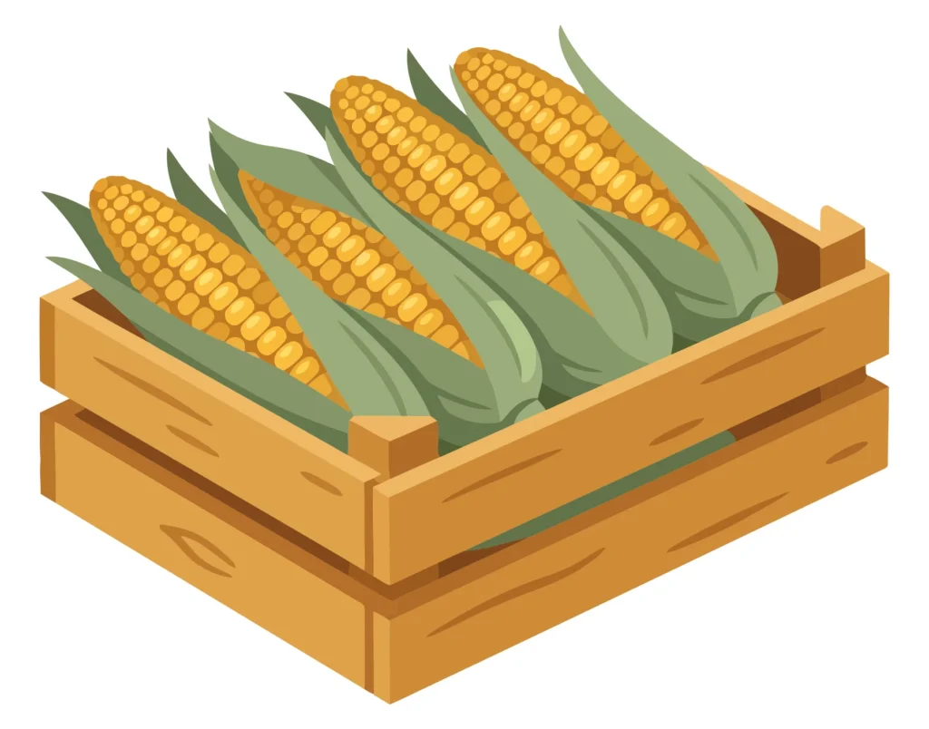 fresh corn cobs in a wooden crate, vector illustration of harvested maize vegetables in a rustic container, agricultural farm produce concep