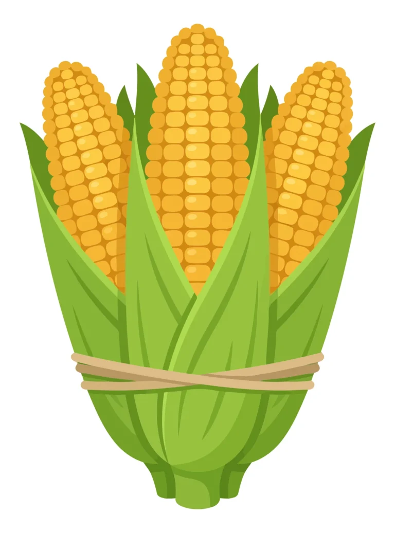 fresh corn cobs with green husks tied together with twine isolated on white background