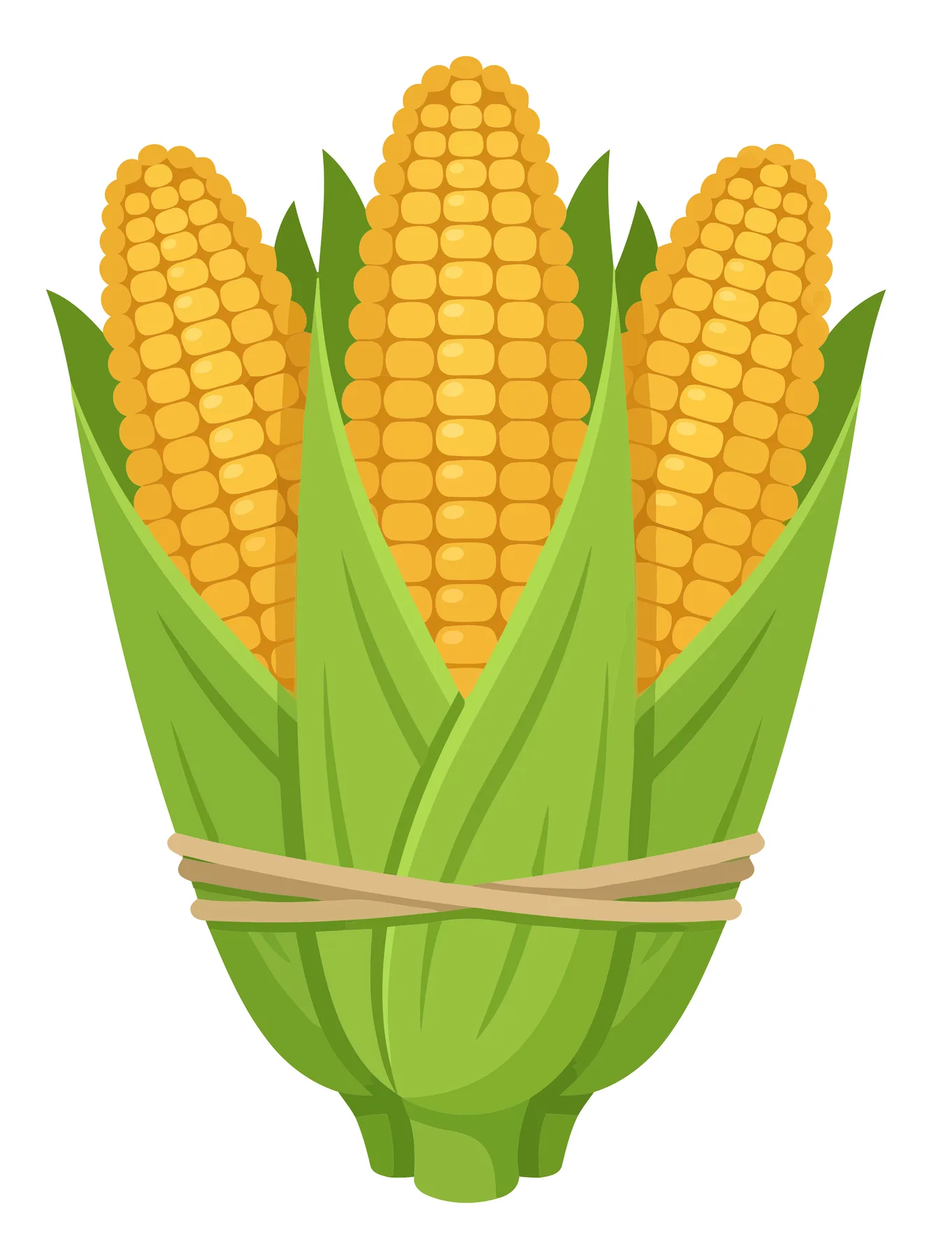 fresh corn cobs with green husks tied together with twine isolated on white background
