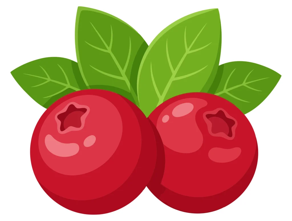 fresh cranberries with green leaves
