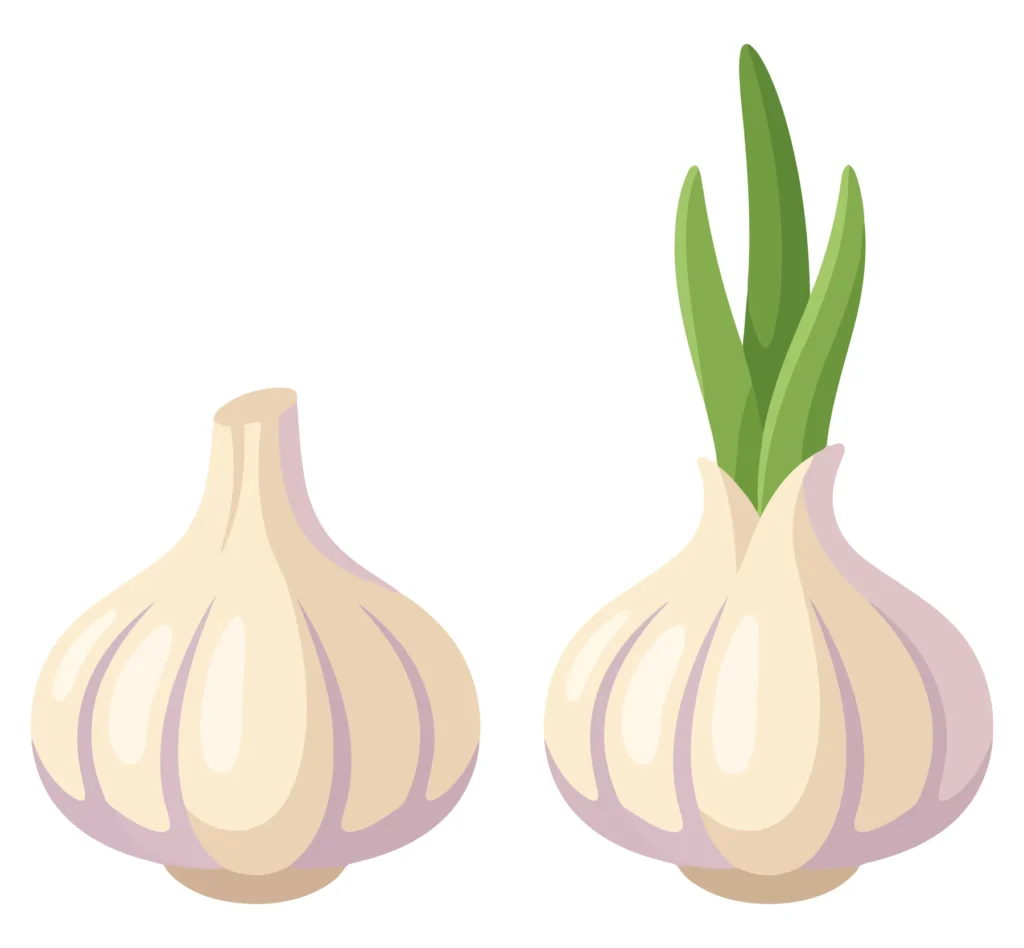 Fresh Garlic Bulb And Garlic With Green Sprouts fresh garlic bulb and garlic with green sprouts