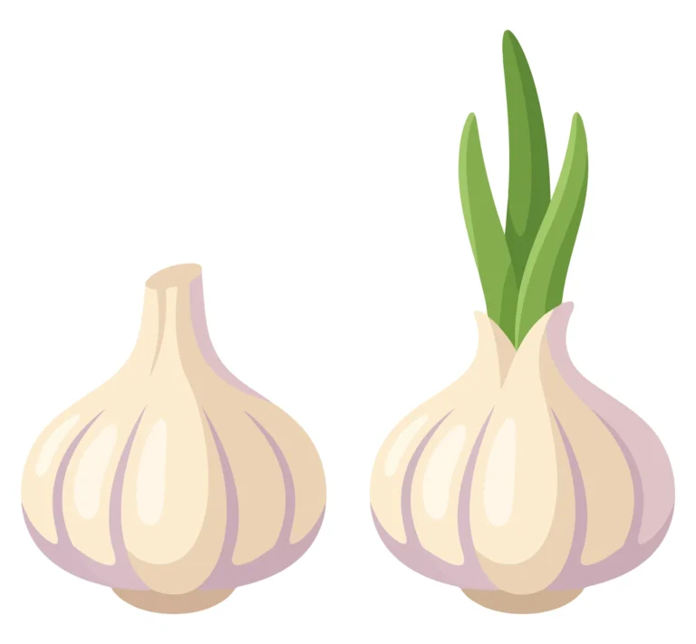 fresh garlic bulb and garlic with green sprouts