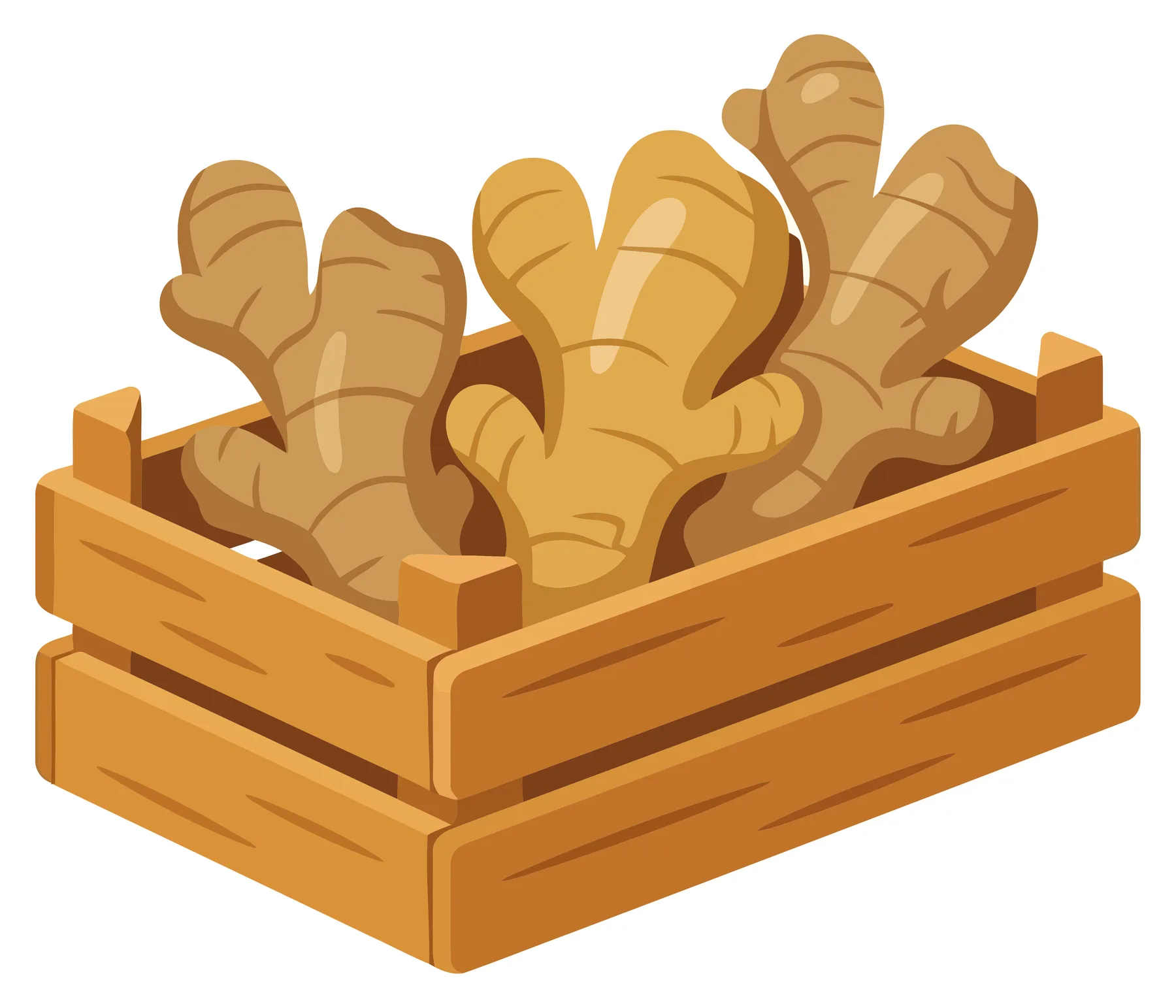 fresh ginger roots in a wooden crate, organic raw ginger rhizomes for cooking and health, vector illustration of healthy aromatic spice isol