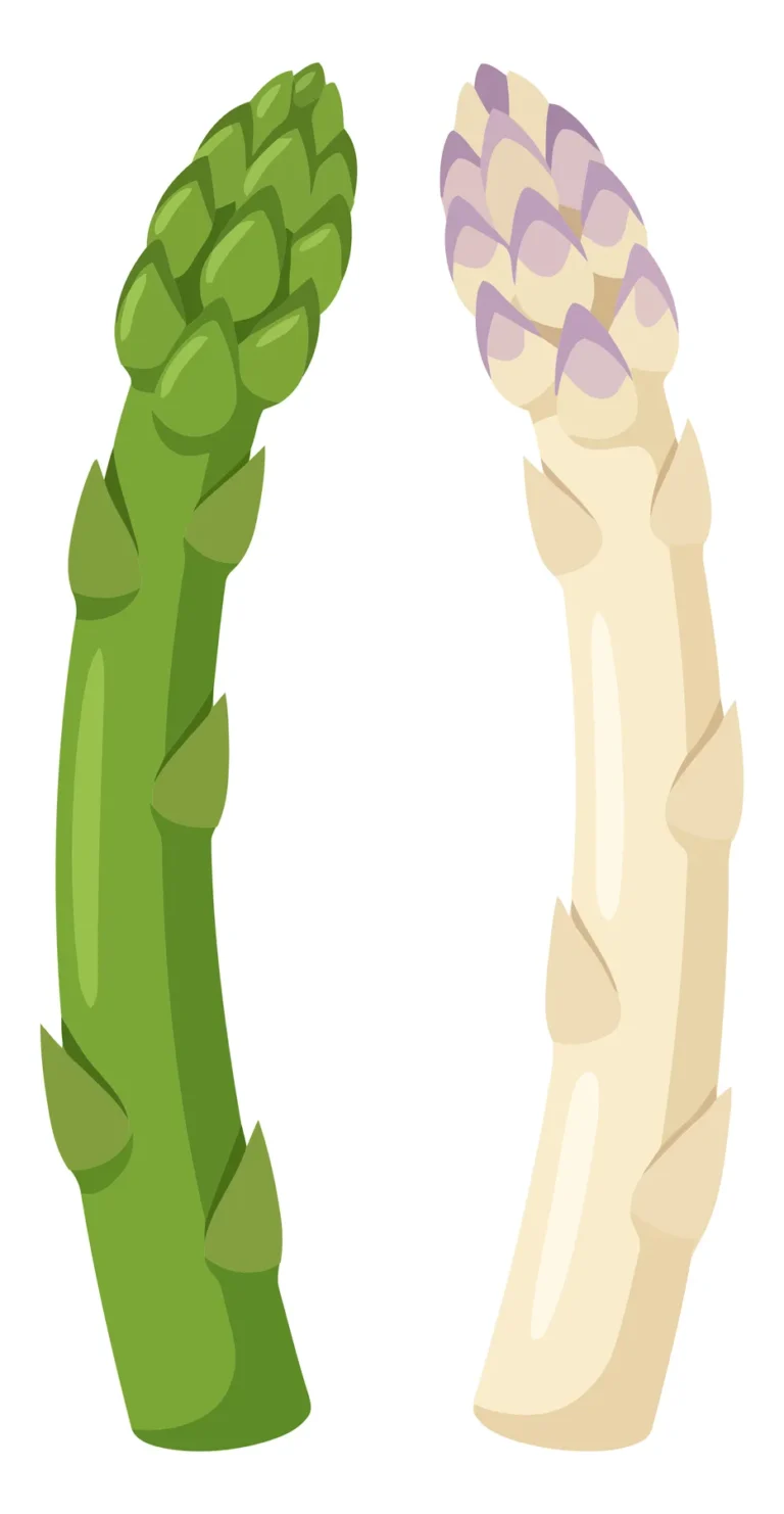 fresh green and white asparagus spears isolated on white background