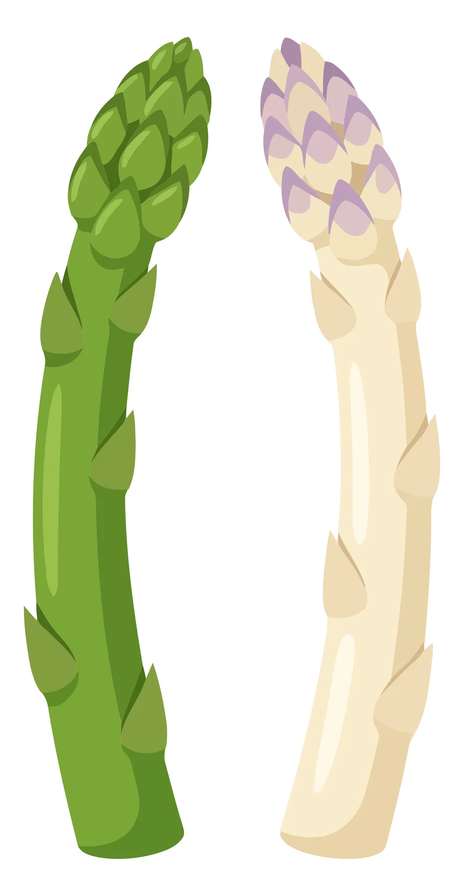 fresh green and white asparagus spears isolated on white background
