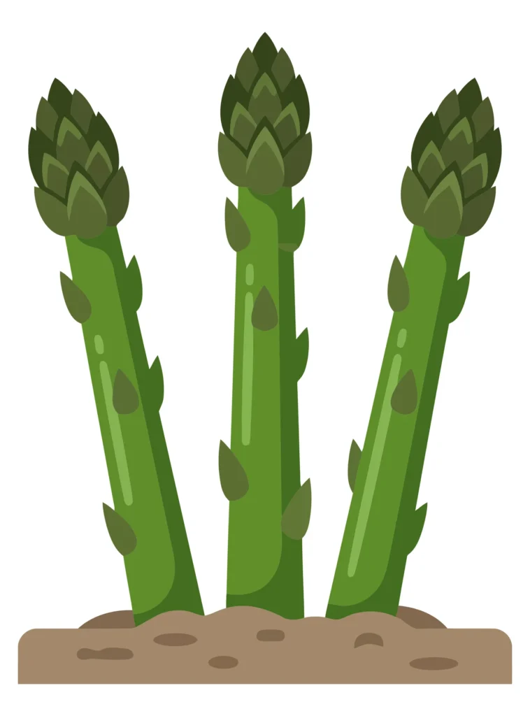 fresh green asparagus stalks growing out of the soil, vector illustration of healthy organic vegetable sprouts in the ground