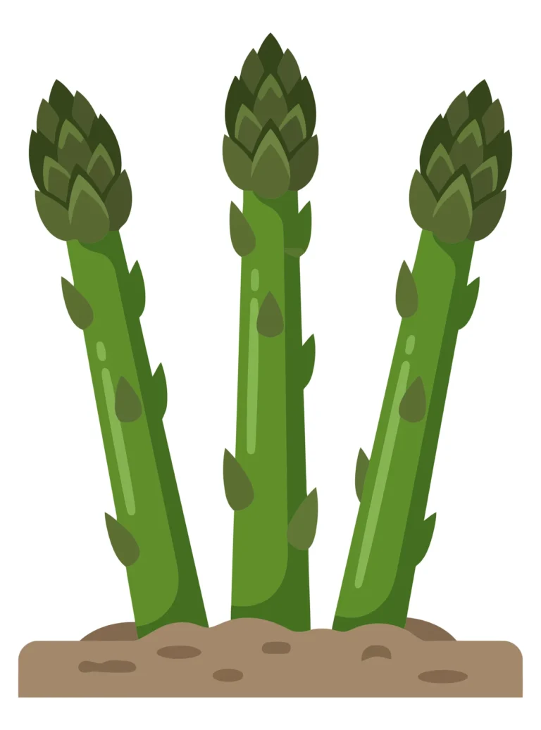 fresh green asparagus stalks growing out of the soil, vector illustration of healthy organic vegetable sprouts in the ground