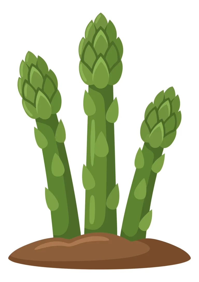 fresh green asparagus stalks growing out of the soil, vector illustration of healthy vegetable plants