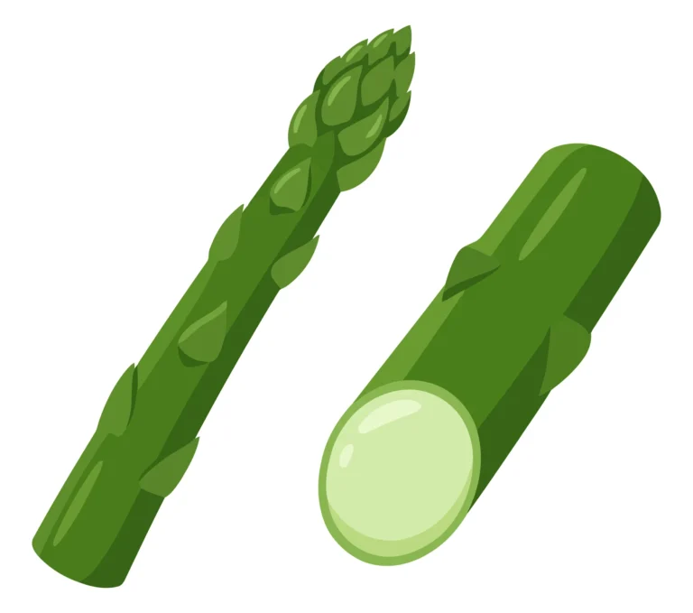 fresh green asparagus stalks, one whole with a tip and one cut piece, healthy vegetable illustration isolated on white background