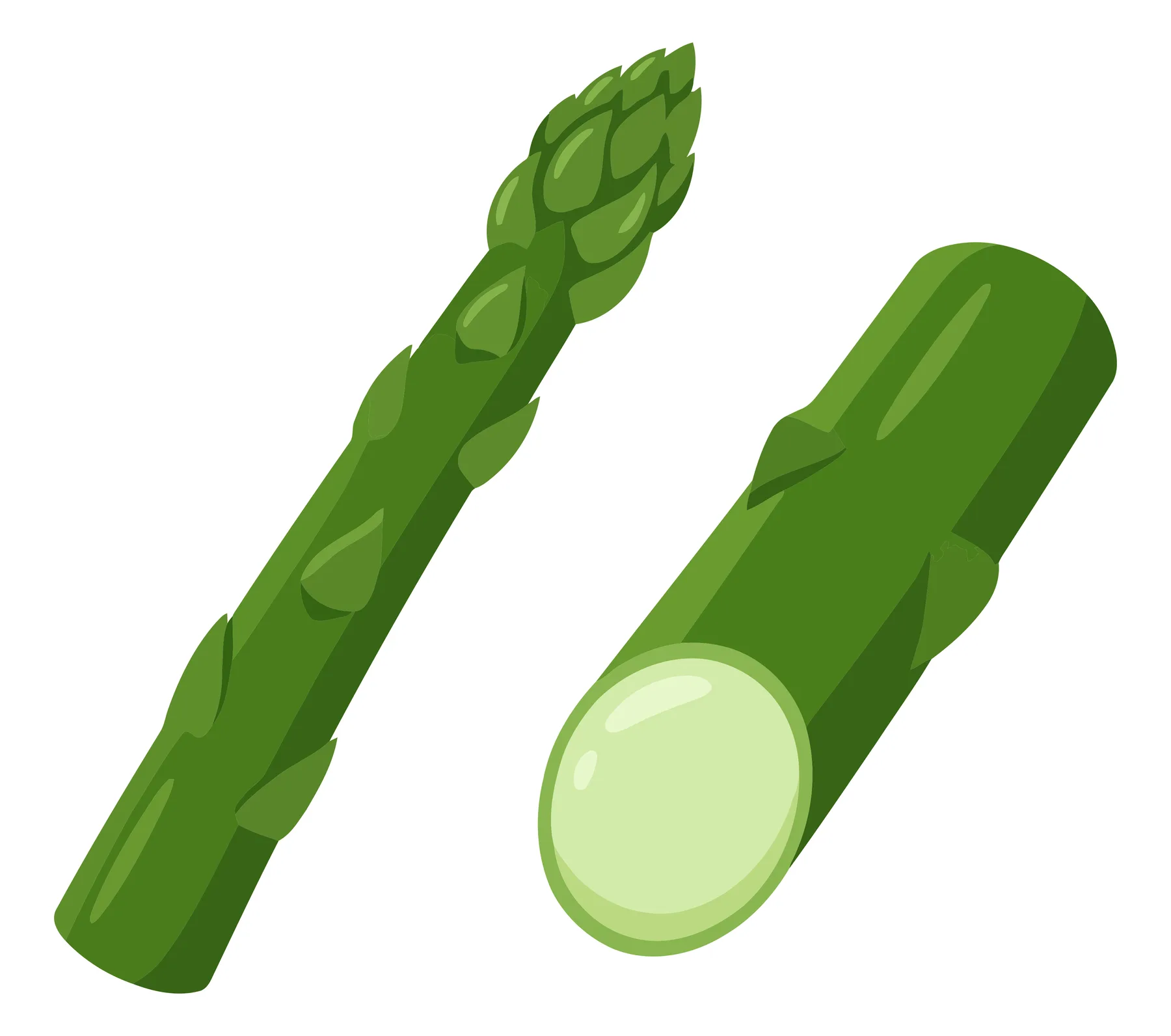 fresh green asparagus stalks, one whole with a tip and one cut piece, healthy vegetable illustration isolated on white background