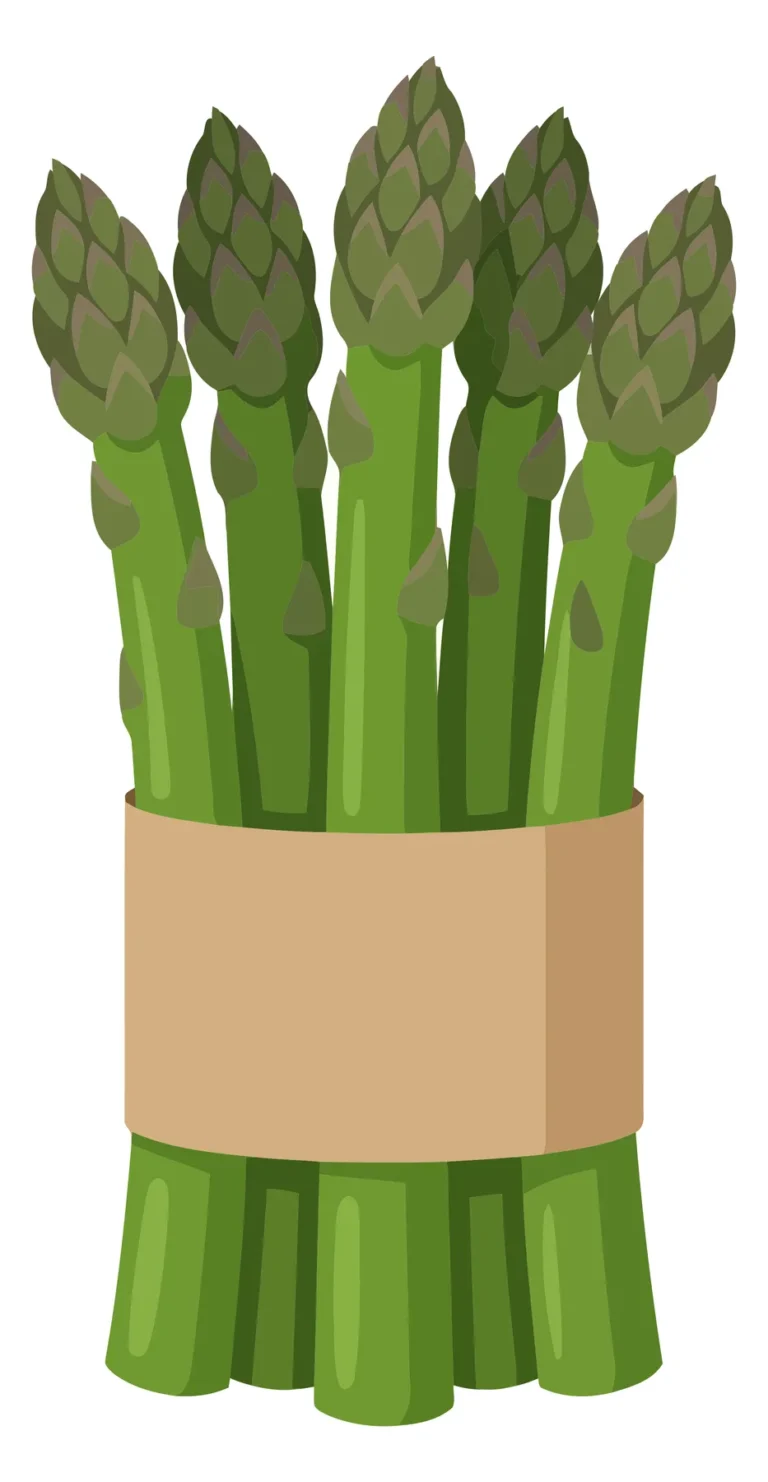 fresh green asparagus stalks tied together with a paper band, healthy organic vegetable bunch, vector illustration of raw asparagus spears i