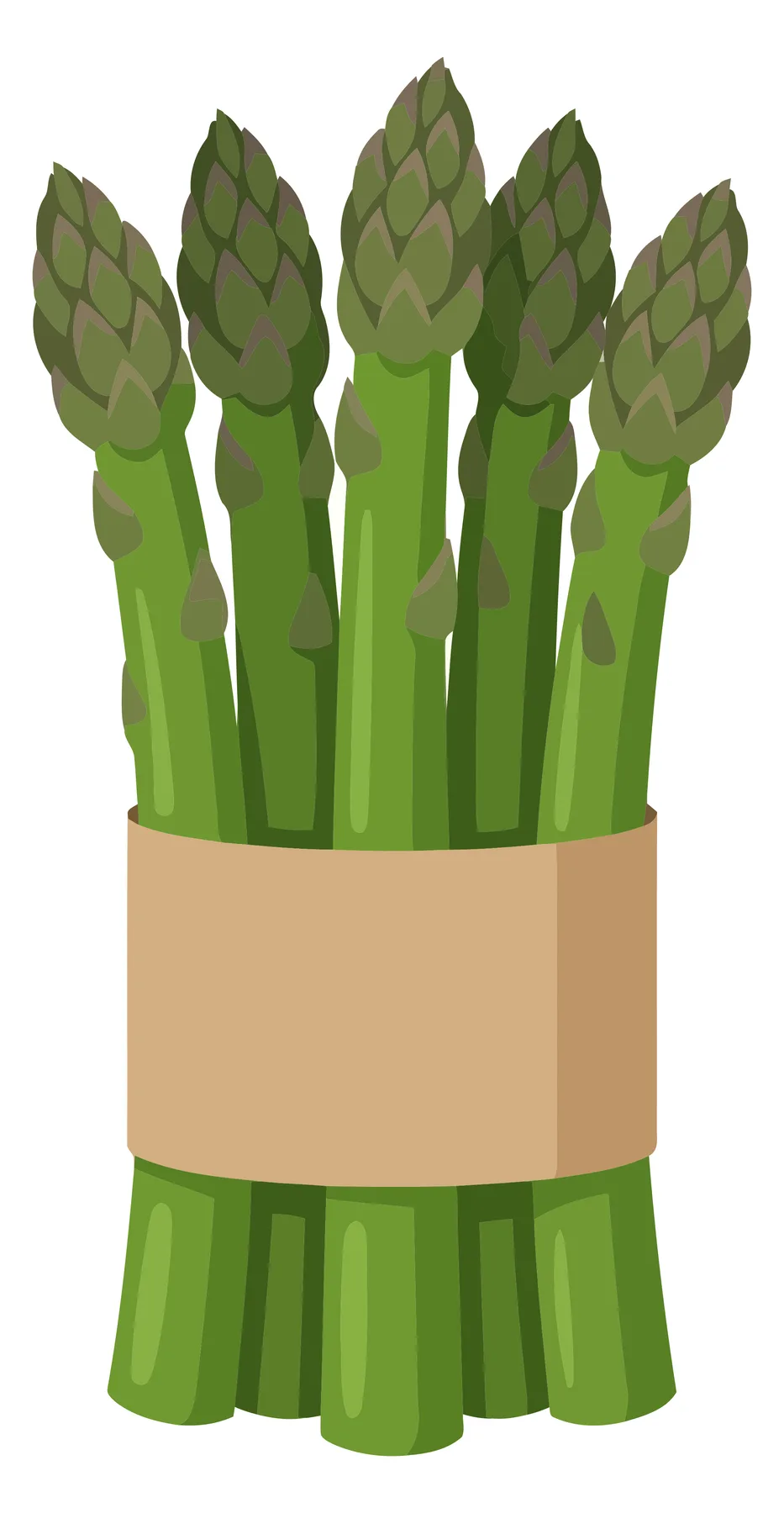 fresh green asparagus stalks tied together with a paper band, healthy organic vegetable bunch, vector illustration of raw asparagus spears i