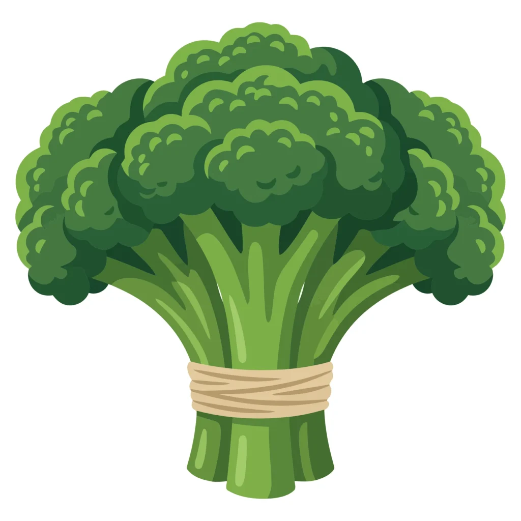 fresh green broccoli vegetable bunch tied with a string, healthy organic food illustration isolated on white background