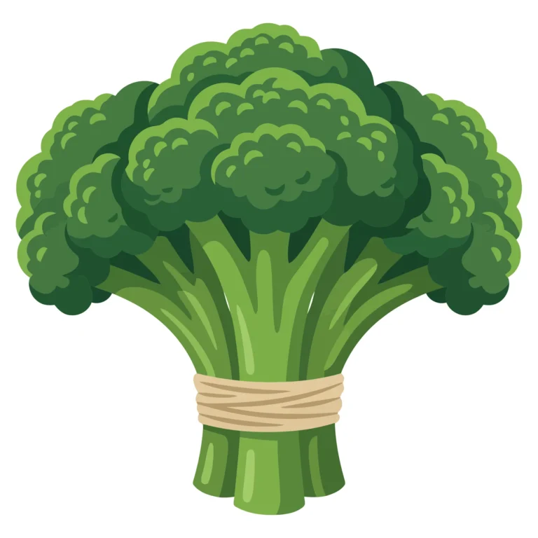 fresh green broccoli vegetable bunch tied with a string, healthy organic food illustration isolated on white background
