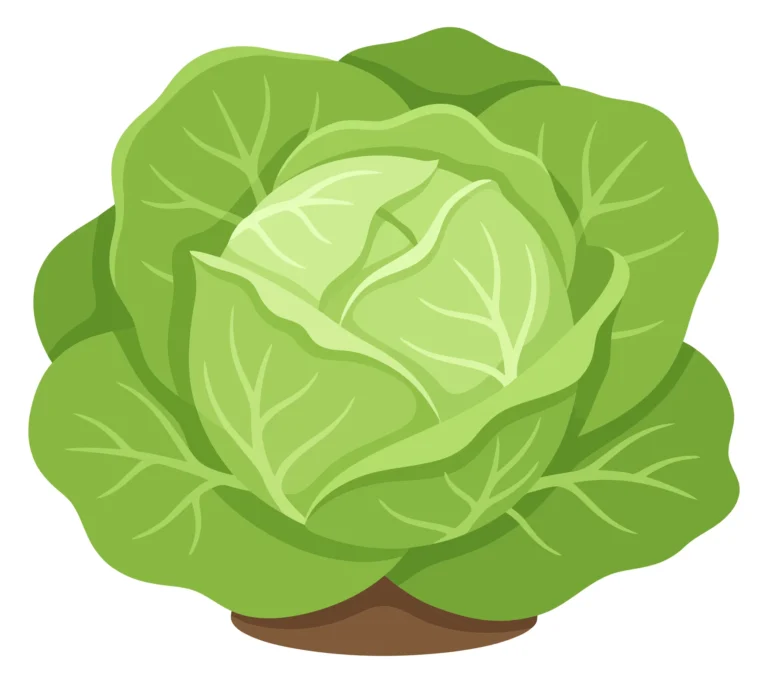 fresh green cabbage head, a healthy organic vegetable with layered leaves, isolated on white background