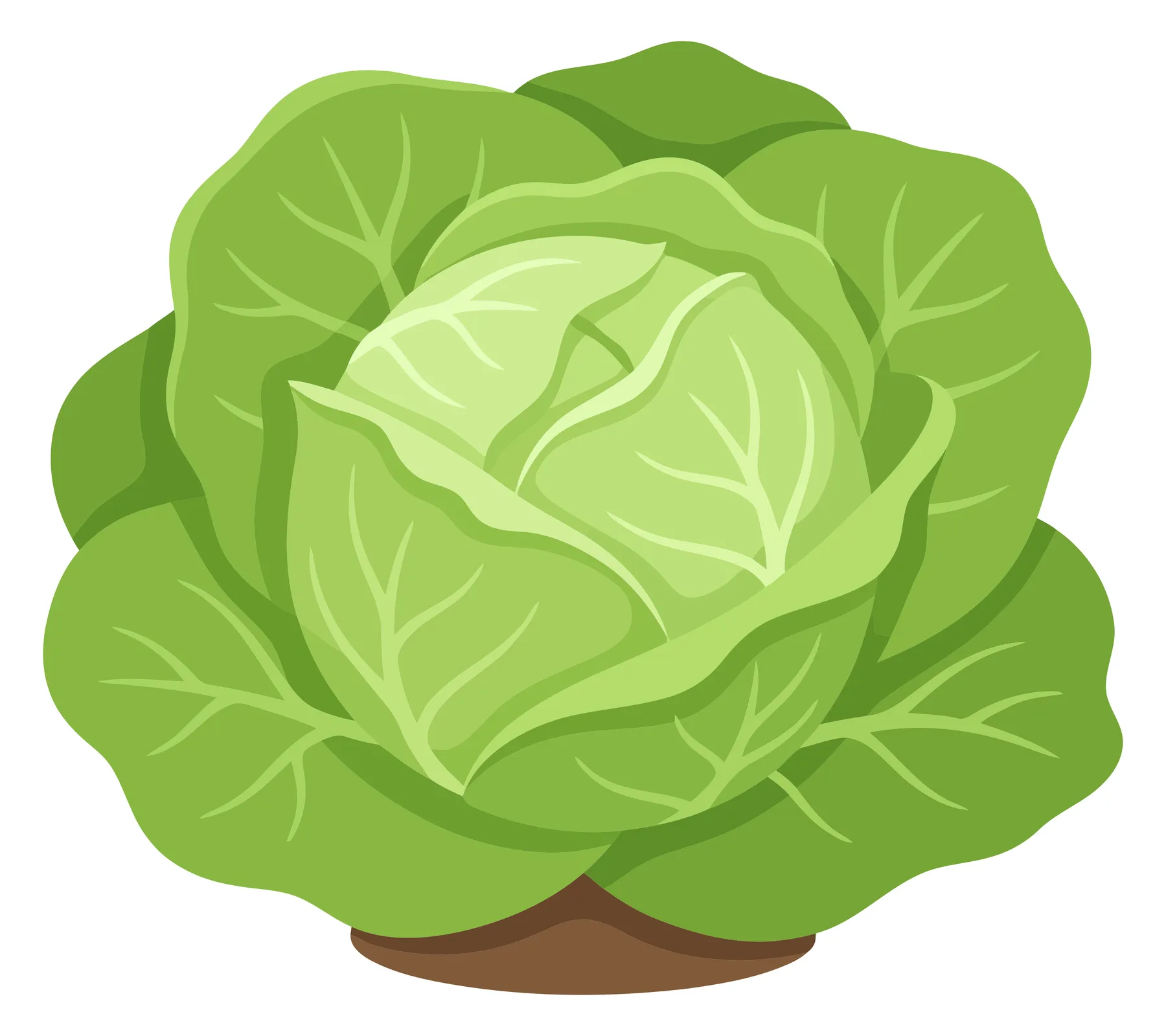fresh green cabbage head, a healthy organic vegetable with layered leaves, isolated on white background