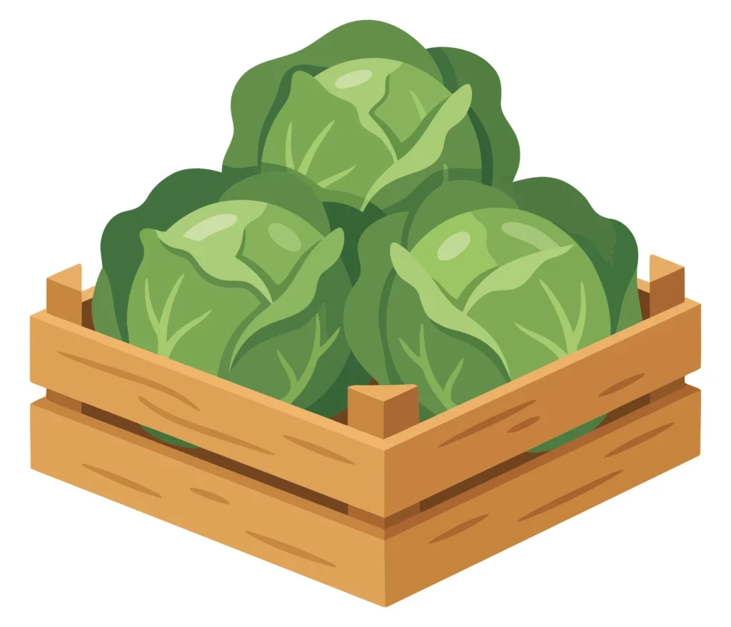 Fresh Green Cabbage Heads In A Wooden Crate, Organic Vegetable Harvest, Farm Produce, Healthy Food, Flat Vector Illustration fresh green cabbage heads in a wooden crate, organic vegetable harvest, farm produce, healthy food, flat vector illustration