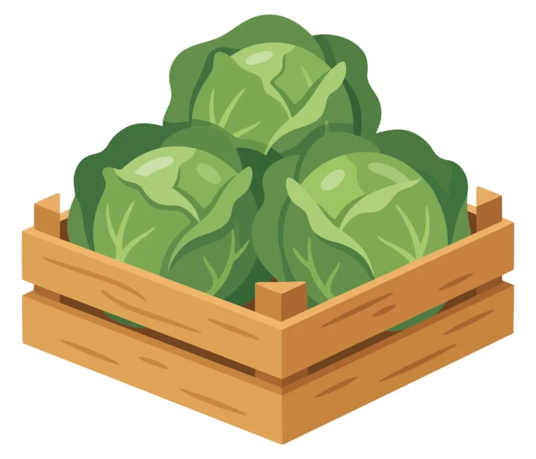 fresh green cabbage heads in a wooden crate, organic vegetable harvest, farm produce, healthy food, flat vector illustration