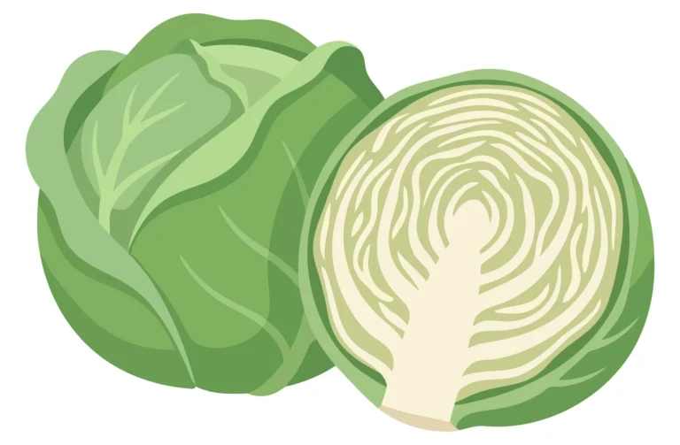 fresh green cabbage whole and halved isolated on white background