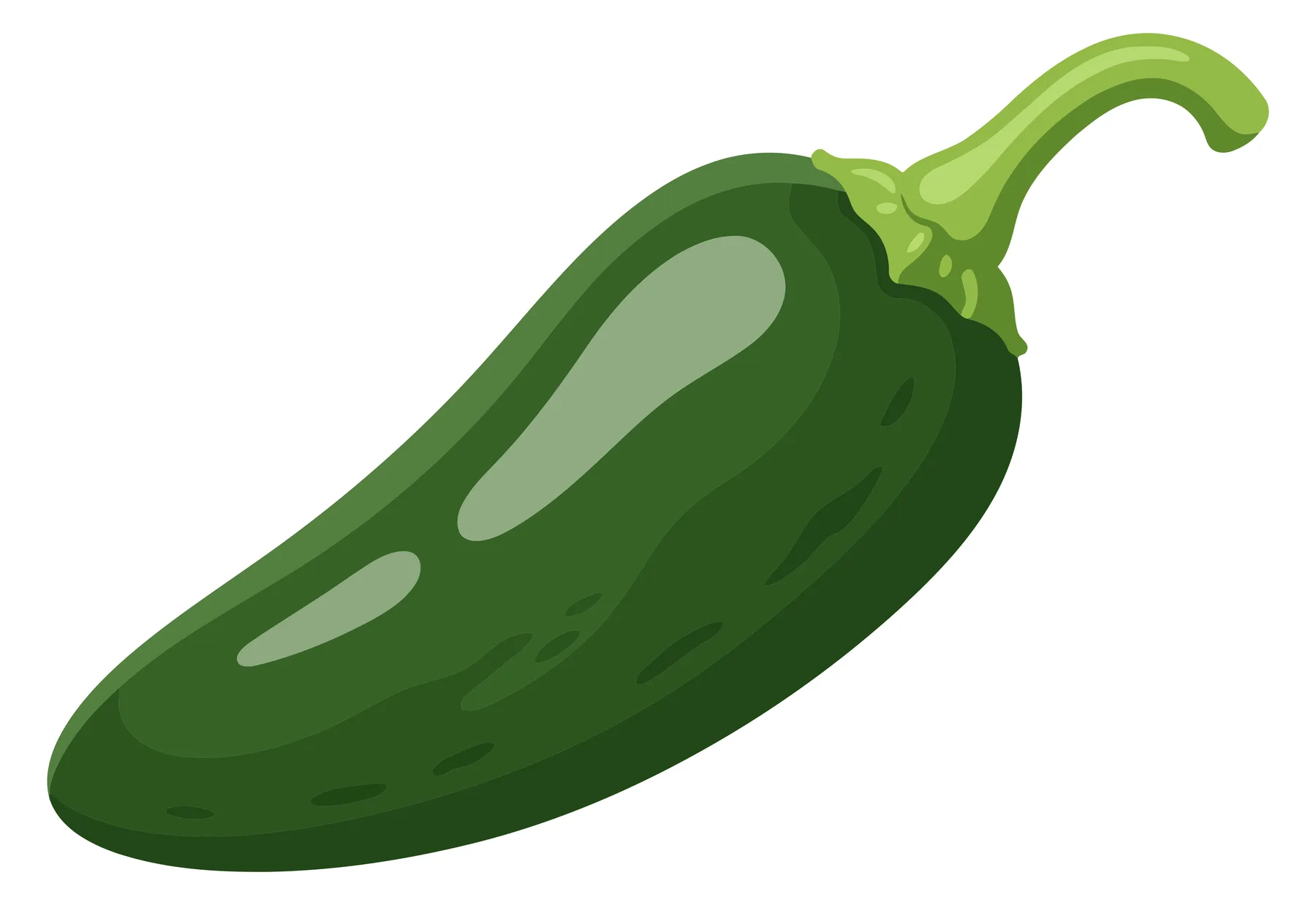 Fresh Green Jalapeño Pepper Vector Illustration