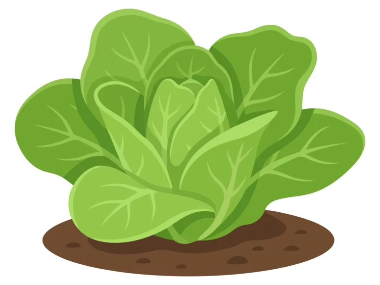 fresh green lettuce growing in garden soil vector illustration