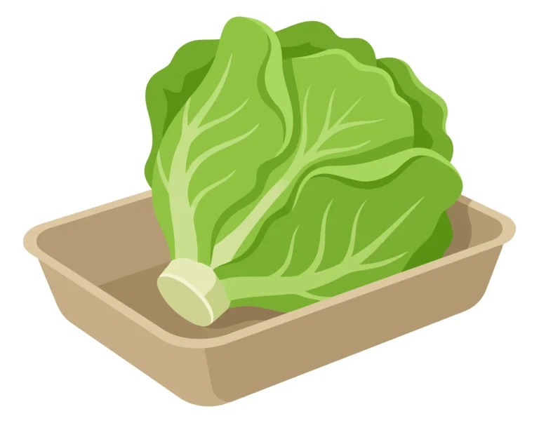 fresh green lettuce head in a biodegradable cardboard tray, healthy organic vegetable for salad, isolated on white background