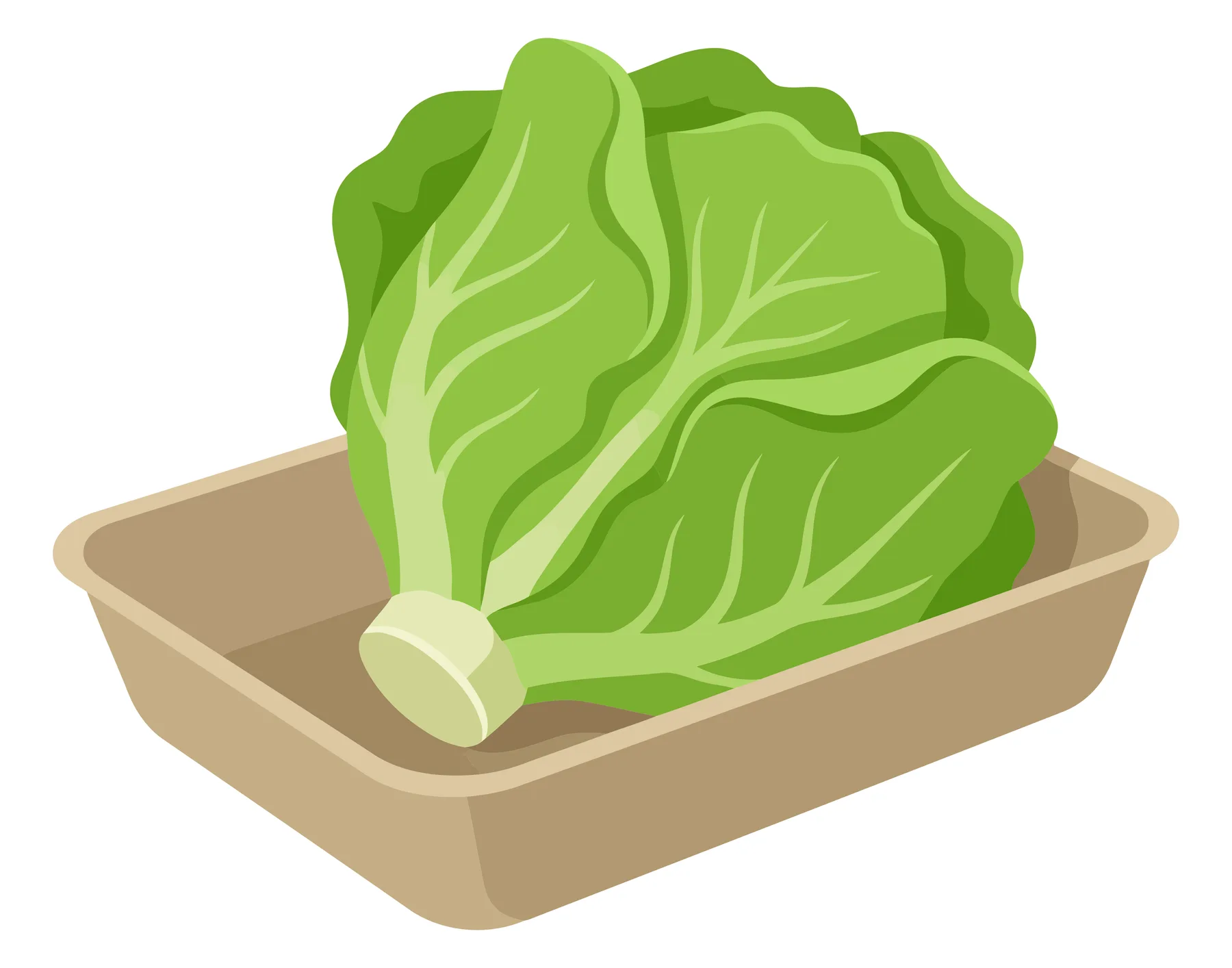 fresh green lettuce head in a biodegradable cardboard tray, healthy organic vegetable for salad, isolated on white background