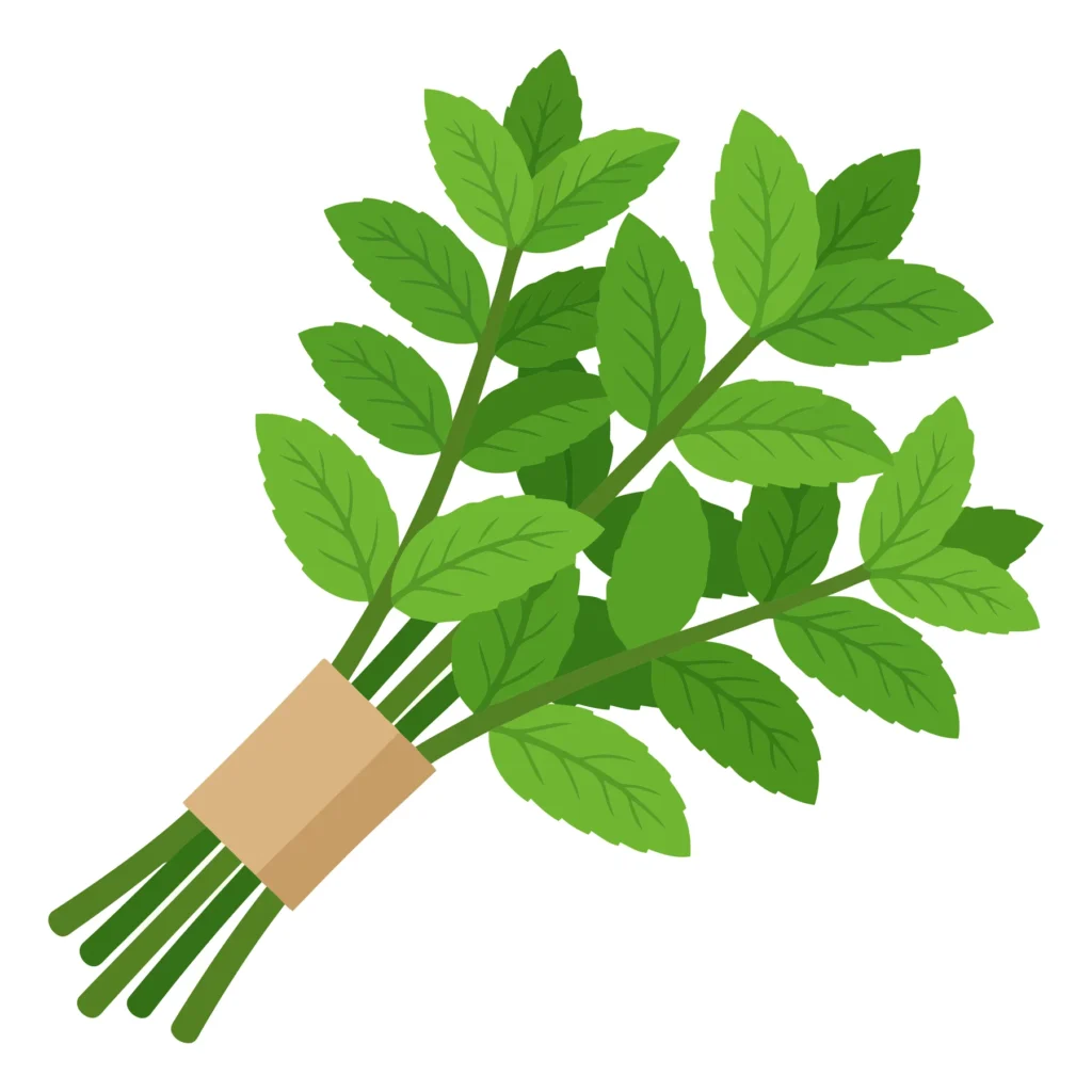 Fresh Green Mint Herb Bouquet Tied With Paper Band Isolated On White Background fresh green mint herb bouquet tied with paper band isolated on white background