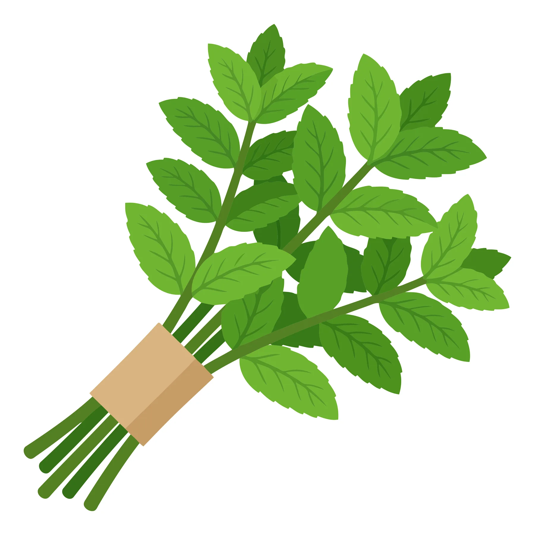 fresh green mint herb bouquet tied with paper band isolated on white background
