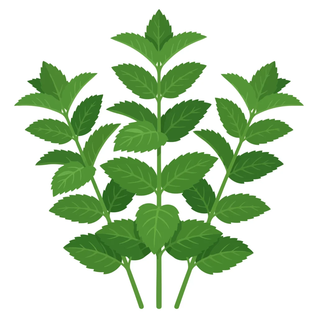 fresh green mint leaves sprigs isolated on white background