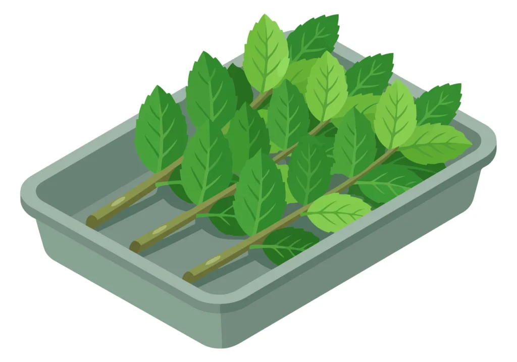 fresh green mint plant cuttings in a grey plastic tray, isometric vector illustration of aromatic herbs for cooking or gardening, isolated o