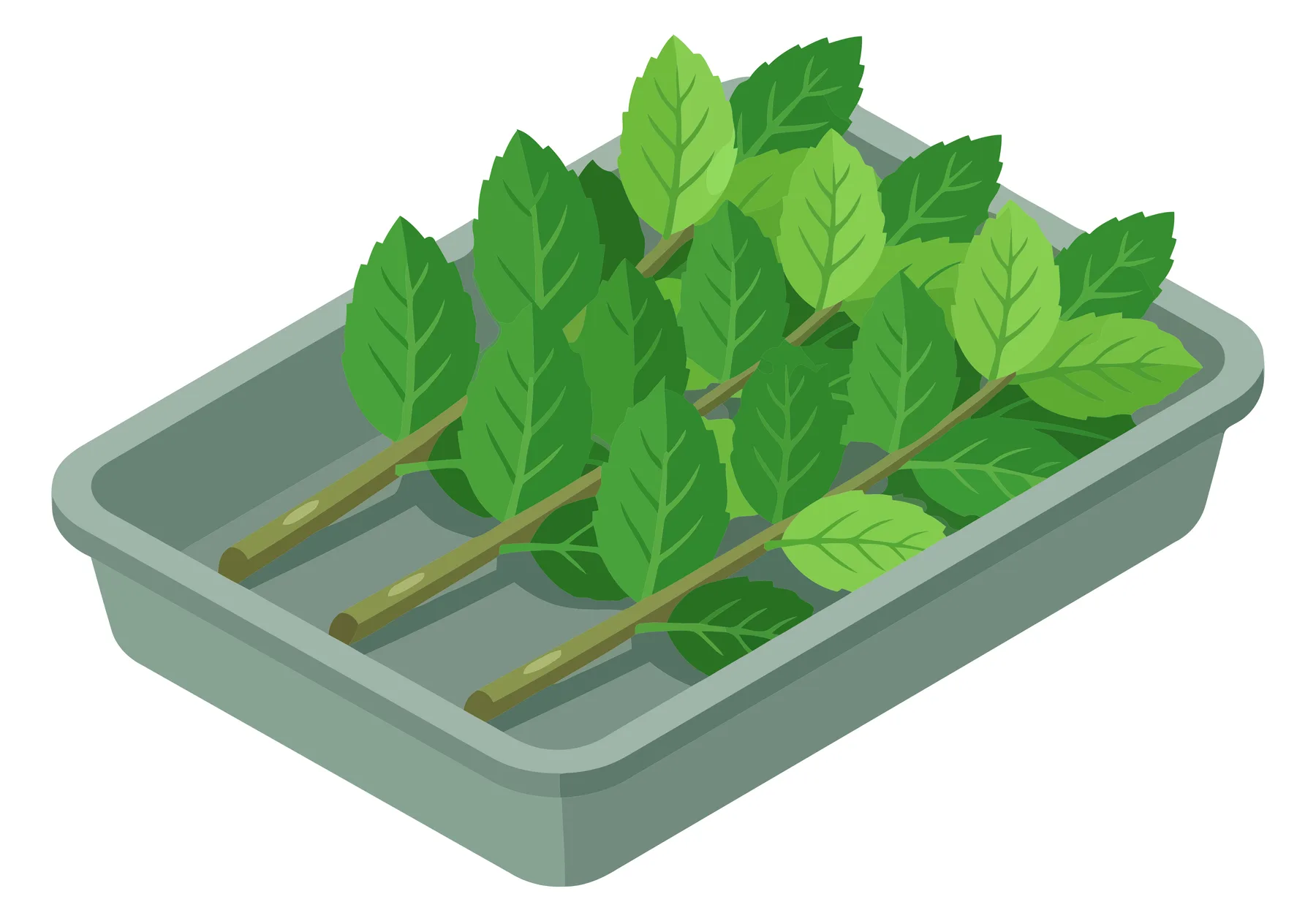 fresh green mint plant cuttings in a grey plastic tray, isometric vector illustration of aromatic herbs for cooking or gardening, isolated o