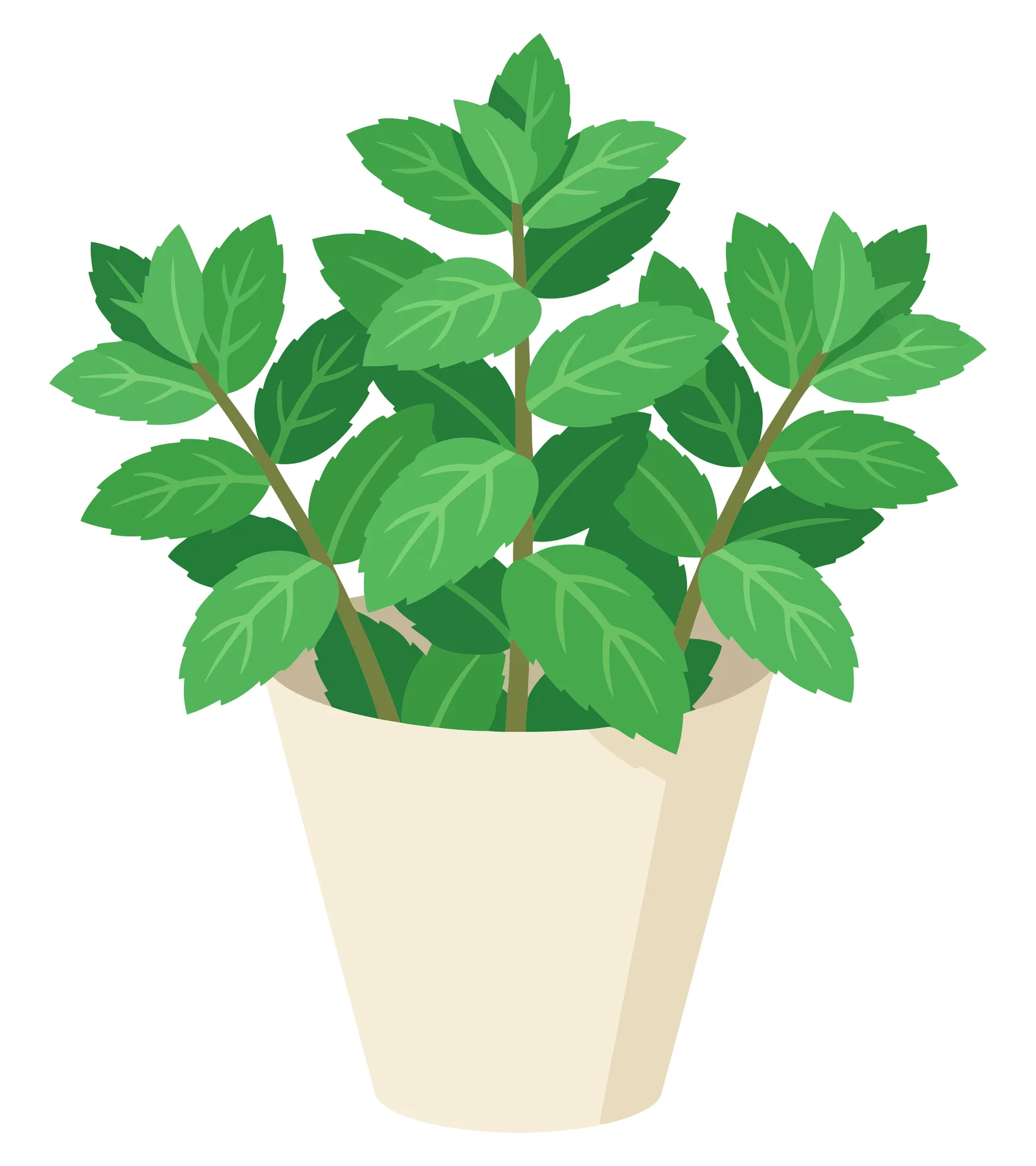 fresh green mint plant growing in a simple beige ceramic pot, botanical illustration of a potted herb for culinary or gardening design