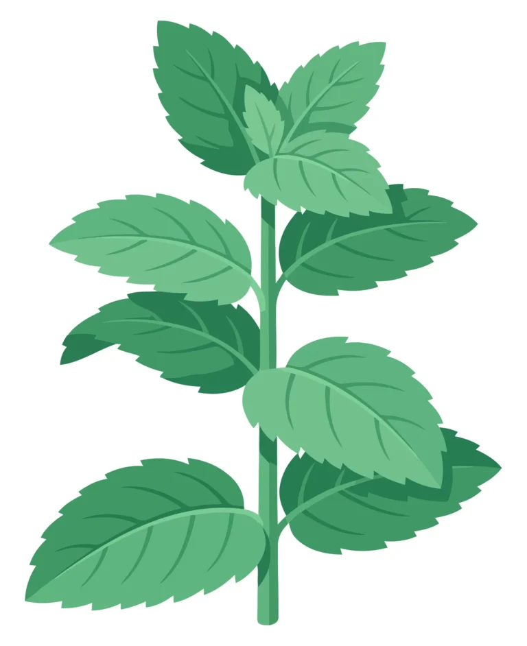 fresh green mint plant with vibrant leaves arranged on a central stem, botanical illustration of a fragrant herb used for culinary and medic