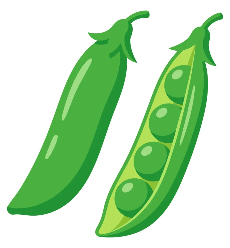 fresh green pea pods, one closed and one opened showing peas isolated on white background