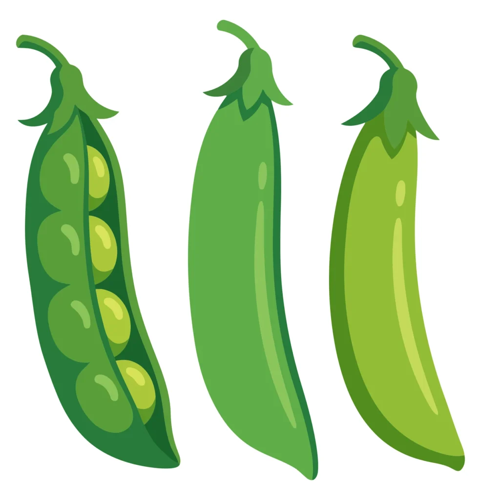 fresh green pea pods, one open showing peas inside and two closed pods, isolated on white background