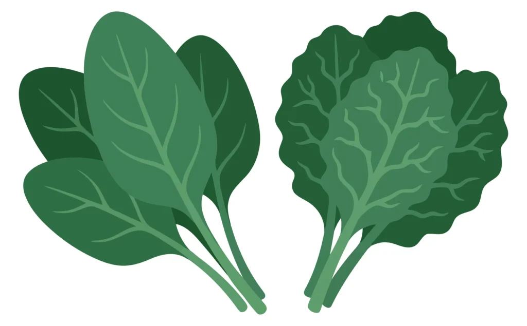 fresh green spinach leaves and chard leaves isolated on white background