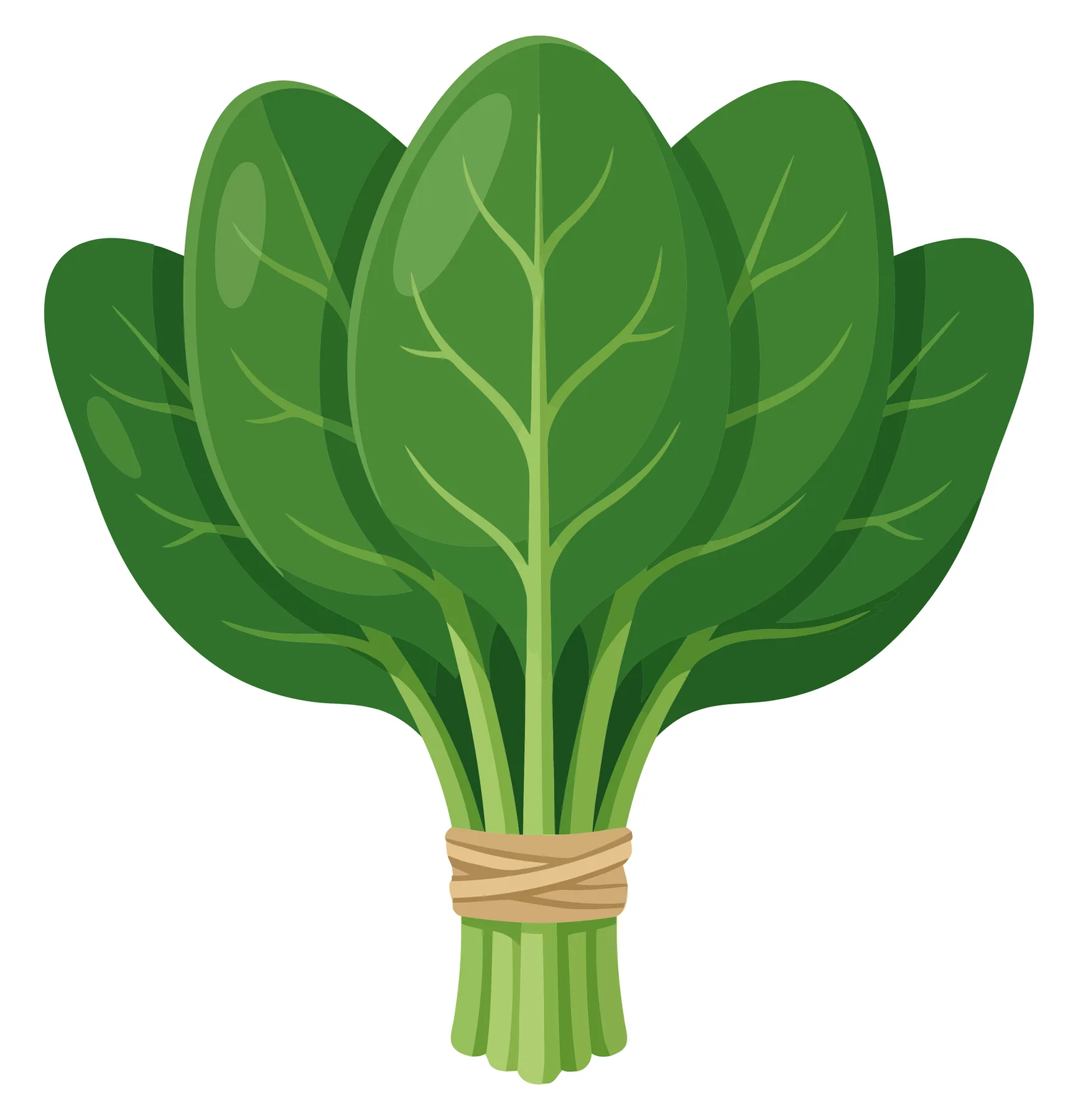 fresh green spinach leaves bunch tied with a rubber band, healthy organic vegetable, flat vector illustration isolated on white background