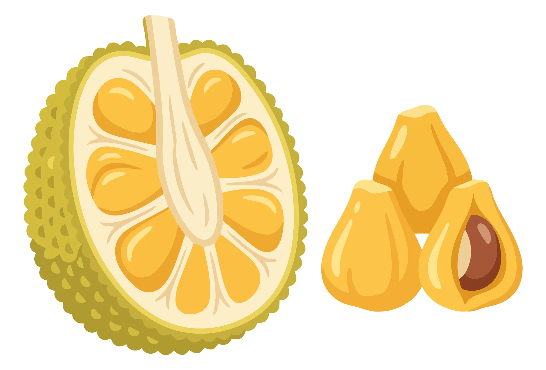 fresh jackfruit cut in half showing yellow pods and seeds, vector illustration isolated on white background
