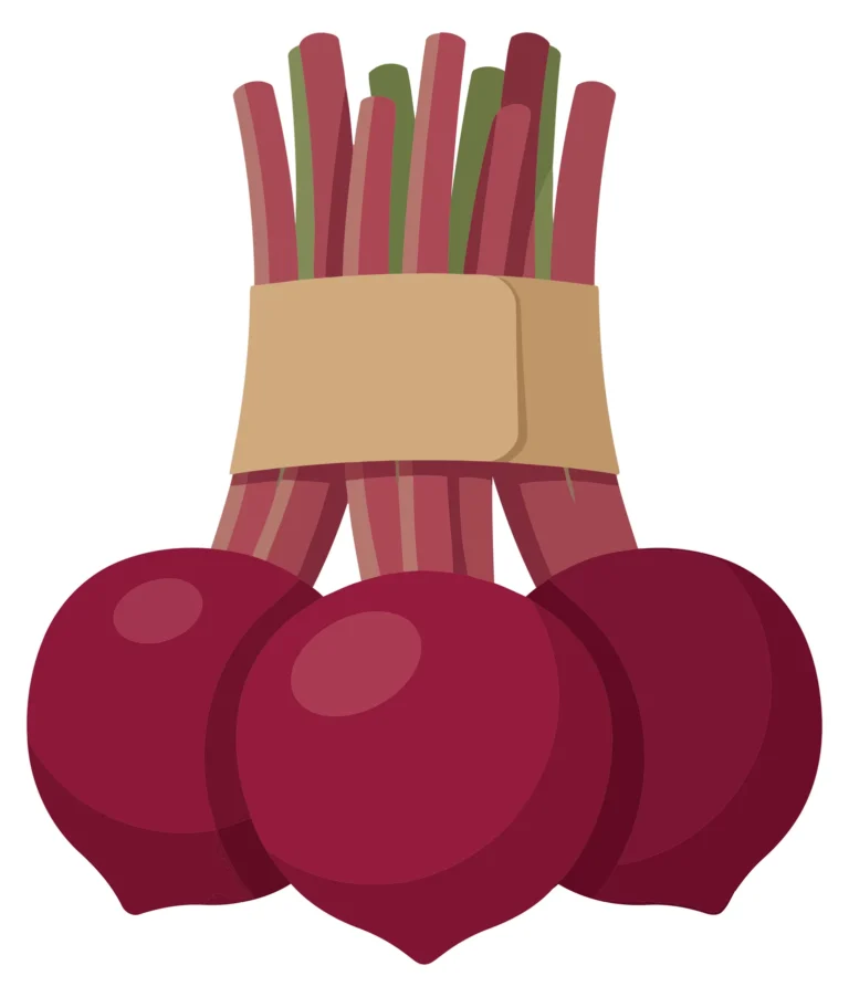 fresh organic beetroots with green leaves tied together with a paper band, healthy raw vegetable harvest, flat vector illustration