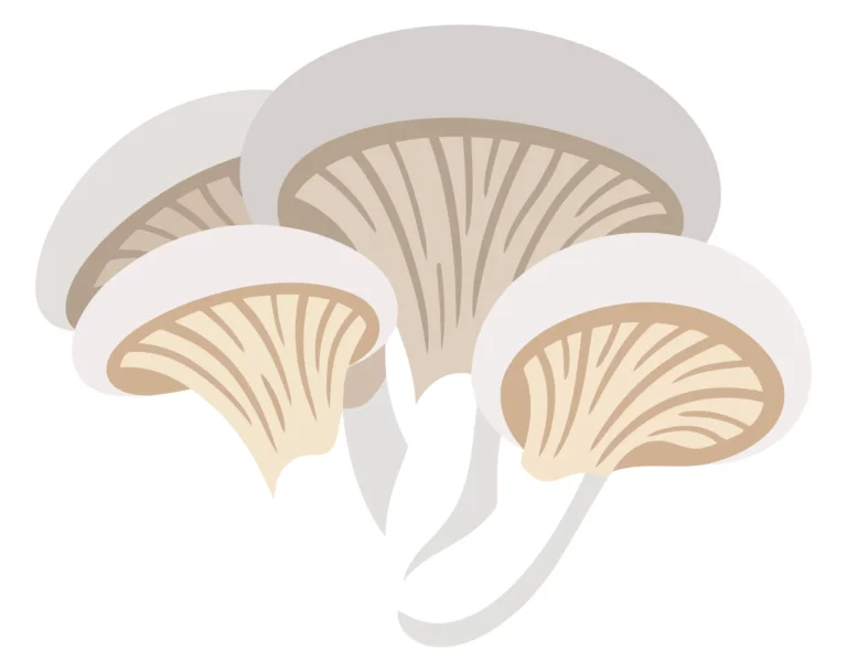 fresh oyster mushrooms cluster isolated on white background