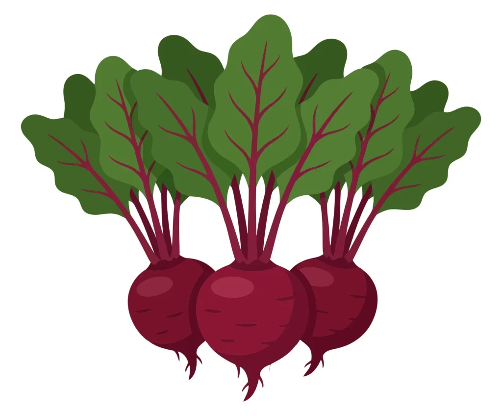 fresh red beetroots with green leaves isolated on white background