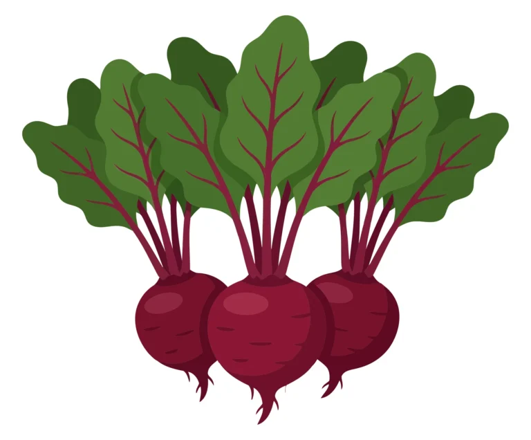 fresh red beetroots with green leaves isolated on white background