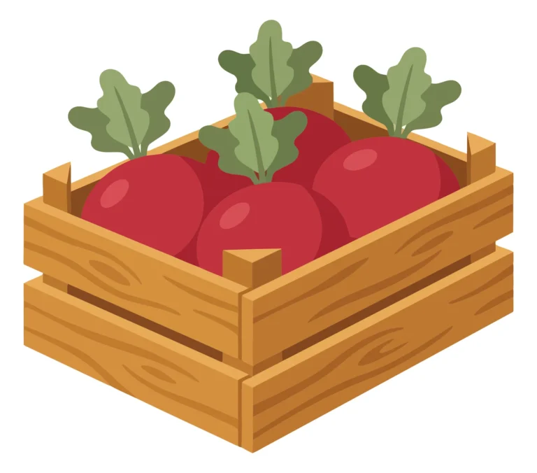 fresh red radishes with green leaves in a wooden crate, farm harvest vegetable illustration isolated on white background