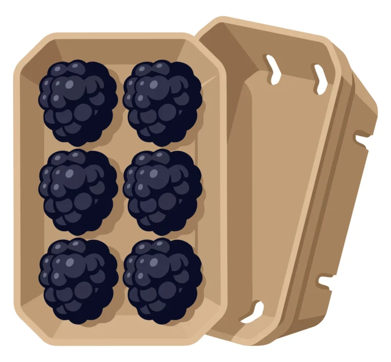 fresh ripe blackberries in a cardboard container, vector illustration of organic forest berries in a pack