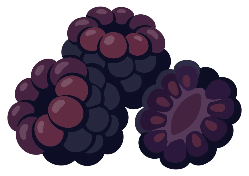 fresh ripe blackberries isolated on white background